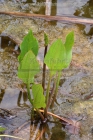 directory_images/Pflanzen im Spreewald/9 Pflanzen in Spreewaldgarten/Sumpf- und Wasserpflanzen/Froschloeffel-Gewoehnlicher-1b_Alisma-plantago-aquatica.jpg